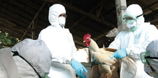 OMS: Todas las variantes de gripe aviar tienen cierto potencial pandémico