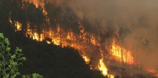 Incendio forestal consume varias hectáreas de bosque en Guanaja, Islas de la Bahía