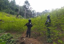 Incautan 337.590 plantas de hoja de coca en el Caribe de Honduras