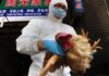 La OMS recibió notificación de la muerte de una mujer por gripe aviar H3N8 en China