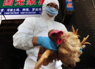 La OMS recibió notificación de la muerte de una mujer por gripe aviar H3N8 en China