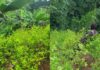 Fuerza de Tarea Xatruch localiza al menos 22 mil plantas de coca en Iriona, Colón