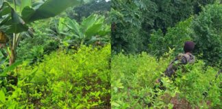Fuerza de Tarea Xatruch localiza al menos 22 mil plantas de coca en Iriona, Colón
