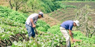 Casi un 70% de los productores agrícolas no tienen acceso a créditos, señala el presidente de Prograno, Dulio Medina