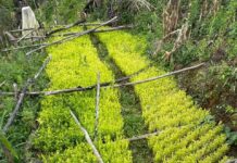 Agentes de las Fuerzas Armadas localizan plantación de coca, viveros y un narcolaboratorio en Trojes, El Paraíso