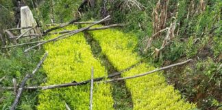 Agentes de las Fuerzas Armadas localizan plantación de coca, viveros y un narcolaboratorio en Trojes, El Paraíso