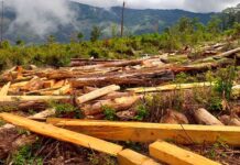 Honduras y la Unión Europea avanzan en acuerdo forestal para combatir tala ilegal de madera