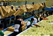 Hasta dos años podría tardar la introducción de productos hondureños a China y productores piden buscar alternativas
