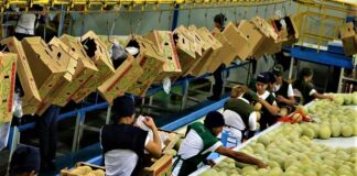 Hasta dos años podría tardar la introducción de productos hondureños a China y productores piden buscar alternativas