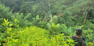 Más de 737 mil arbustos de hoja de coca fueron asegurados durante la Semana Santa en el país