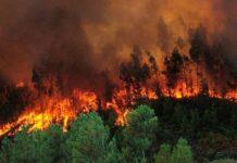 Incendios han afectado 62,000 hectáreas de bosques en Honduras en 2023