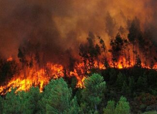 Incendios han afectado 62,000 hectáreas de bosques en Honduras en 2023