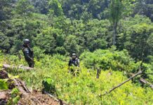 Fuerzas Armadas y Policía Militar aseguran una  plantación con al menos 15 mil arbustos de supuesta hoja de coca en La Masica, Atlántida
