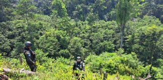 Fuerzas Armadas y Policía Militar aseguran una plantación con al menos 15 mil arbustos de supuesta hoja de coca en La Masica, Atlántida
