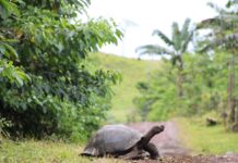Galápagos tiene nueva tecnología para prevenir ingreso de especies invasoras