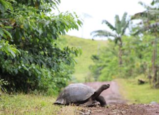 Galápagos tiene nueva tecnología para prevenir ingreso de especies invasoras