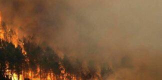 Honduras registra al menos 890 incendios forestales dejando más de 35 mil 600 hectáreas de bosque afectadas