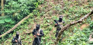 Las FFAA asegura ocho manzanas de planta de coca en el departamento de Atlántida