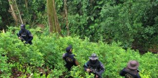 Policía Militar decomisa 120.000 arbustos de hoja de coca y un laboratorio en la Masica, Atlántida