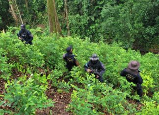 Policía Militar decomisa 120.000 arbustos de hoja de coca y un laboratorio en la Masica, Atlántida