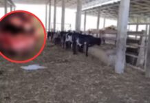 ¿El chupacabras? Encuentran una vaca sin ojos ni lengua en Olancho