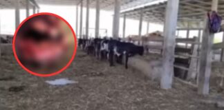 ¿El chupacabras? Encuentran una vaca sin ojos ni lengua en Olancho