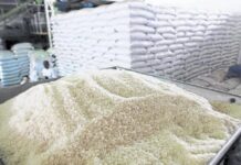 Honduras ante las puertas de una escasez de arroz por falta de mano de obra