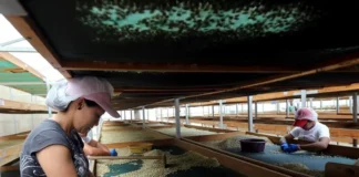 Honduras ha exportado más de 5 millones de quintales de café y se acerca a la meta de 7.2 millones en 2023