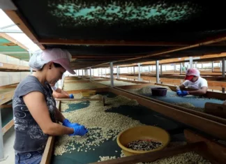 Honduras ha exportado más de 5 millones de quintales de café y se acerca a la meta de 7.2 millones en 2023