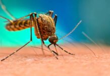 El doctor Carlos Umaña advierte que Honduras está a la víspera de una nueva epidemia de dengue