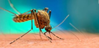 El doctor Carlos Umaña advierte que Honduras está a la víspera de una nueva epidemia de dengue