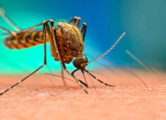 El doctor Carlos Umaña advierte que Honduras está a la víspera de una nueva epidemia de dengue