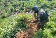 Policía Militar de Honduras incinera 3,5 hectáreas de arbustos de coca en el Caribe