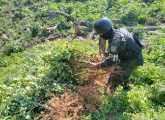 Policía Militar de Honduras incinera 3,5 hectáreas de arbustos de coca en el Caribe