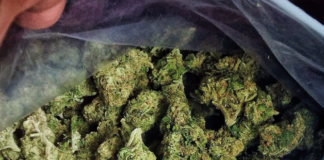 EEUU registra el mayor consumo de marihuana entre trabajadores en 20 años