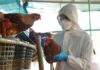 Brasil decreta estado de emergencia zoosanitaria tras detectar cinco casos de gripe aviar