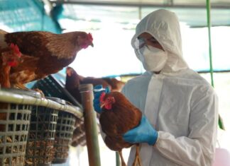Brasil decreta estado de emergencia zoosanitaria tras detectar cinco casos de gripe aviar