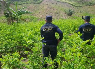 Honduras ha decomisado 3 millones de arbustos de coca y destruido 16 laboratorios en 2023