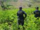Honduras ha decomisado 3 millones de arbustos de coca y destruido 16 laboratorios en 2023