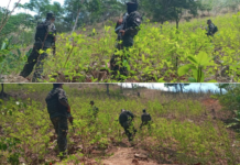 Aseguran cultivo con más de 90 mil arbustos de coca, en Colón