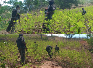 Aseguran cultivo con más de 90 mil arbustos de coca, en Colón