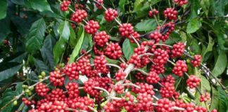 Exportaciones de café hondureño suben 4%, pero ingresos bajan un 12% en 7 meses de cosecha