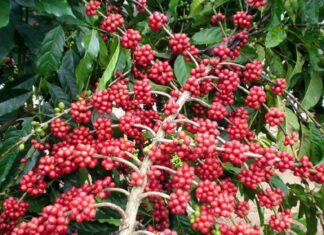 Exportaciones de café hondureño suben 4%, pero ingresos bajan un 12% en 7 meses de cosecha