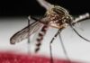 Una vacuna contra el chikungunya muestra resultados prometedores en un ensayo de fase 2