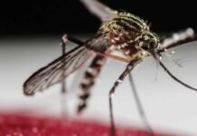 Una vacuna contra el chikungunya muestra resultados prometedores en un ensayo de fase 2