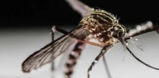 Una vacuna contra el chikungunya muestra resultados prometedores en un ensayo de fase 2