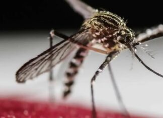 Una vacuna contra el chikungunya muestra resultados prometedores en un ensayo de fase 2