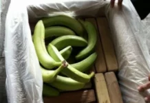 Incautan en Portugal 4,2 toneladas de cocaína escondida en cajas de bananas