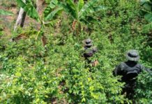 Hallan plantación con más de 10 mil arbustos de coca en Iriona, Colón