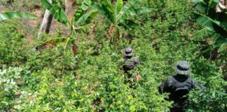 Hallan plantación con más de 10 mil arbustos de coca en Iriona, Colón